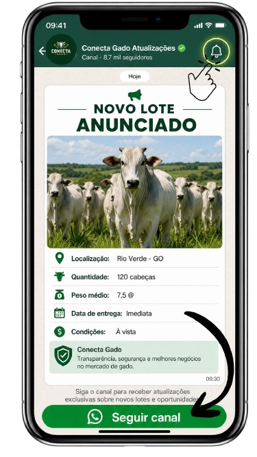 Canal WhatsApp